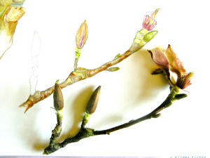 Click on the drawing to see it enlarged.