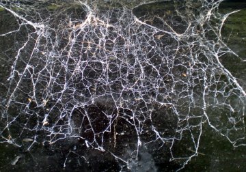 Picture, via Google Images and courtesy Canvas Art (www.the-canvas-art-shop.co.uk)