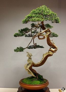 08-juniper-bonsai-blasco-paz
