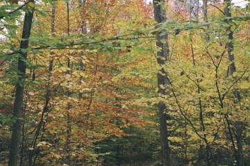 Autumn Colors, Nova Scotia