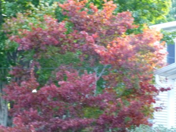 Early Autumn color, Vermont