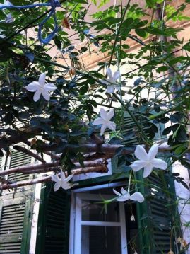 1426548_493414027428304_360525756_n