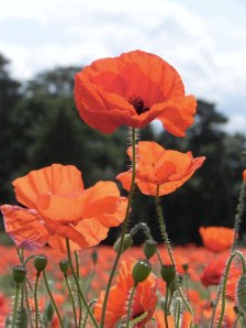poppy-field
