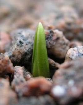 new shoots (1) - Copy.png