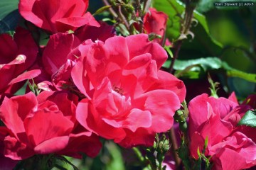 Gloriously Pink by Terri Stewart