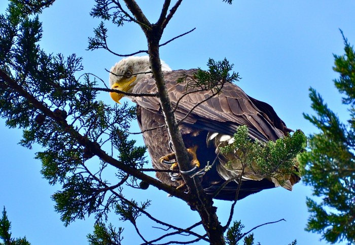 photo by Linda Tanner cc licensed (BY) flickr 