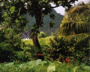 Rainforest_Fatu_Hiva