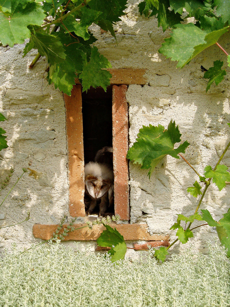 by "miracle design" at flickr.com CC (BY-ND)