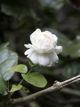 Arabian Jasmine (another name for Damascus is City of Jasmine)