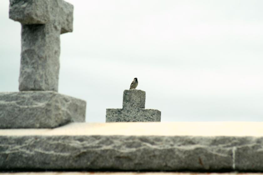 birdatcemetary