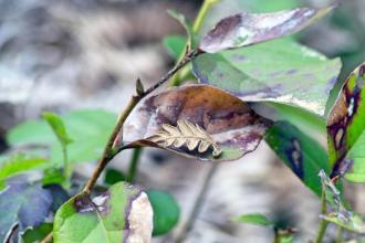 Photo: Terri Stewart Used with permission