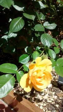 IMG_20140525_103644407