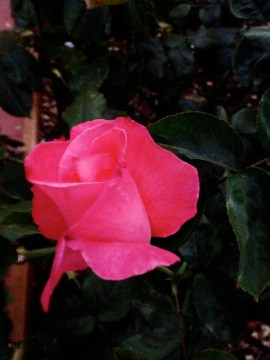 Rose at Dusk (c) Jamie Dedes