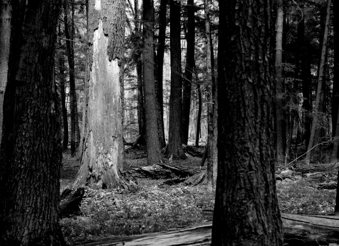 secondary wilderness forest