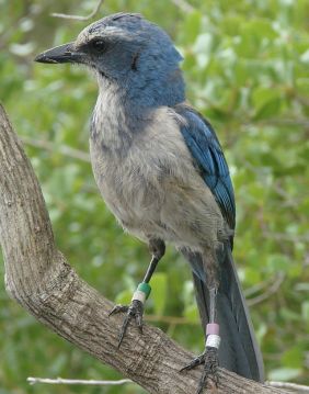 640px-Adult_Florida_scrub_jay