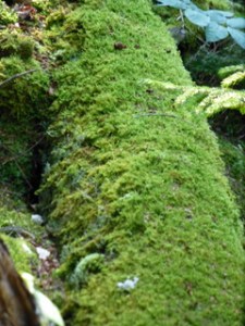 Mossy_Log