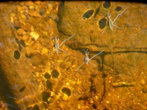 Water_Striders
