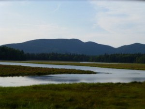 Tidal-Marsh