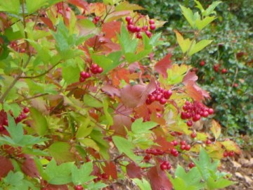 Autumn_Berries