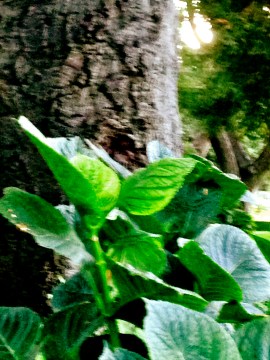 "Woodsy" for Wilderness 