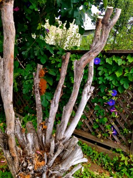 (c) 2014 Jamie Dedes