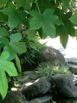 Photograph of leaves on a tree, a bit of the trunk and roots showing at the bottom. Grass grows amid the roots, bright sun and shadow peak between the leaves and roots in the background.