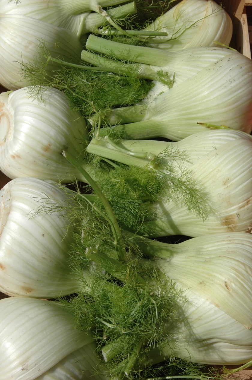 Fennel Rows Salerno, Italy ©2015 Michael Dickel