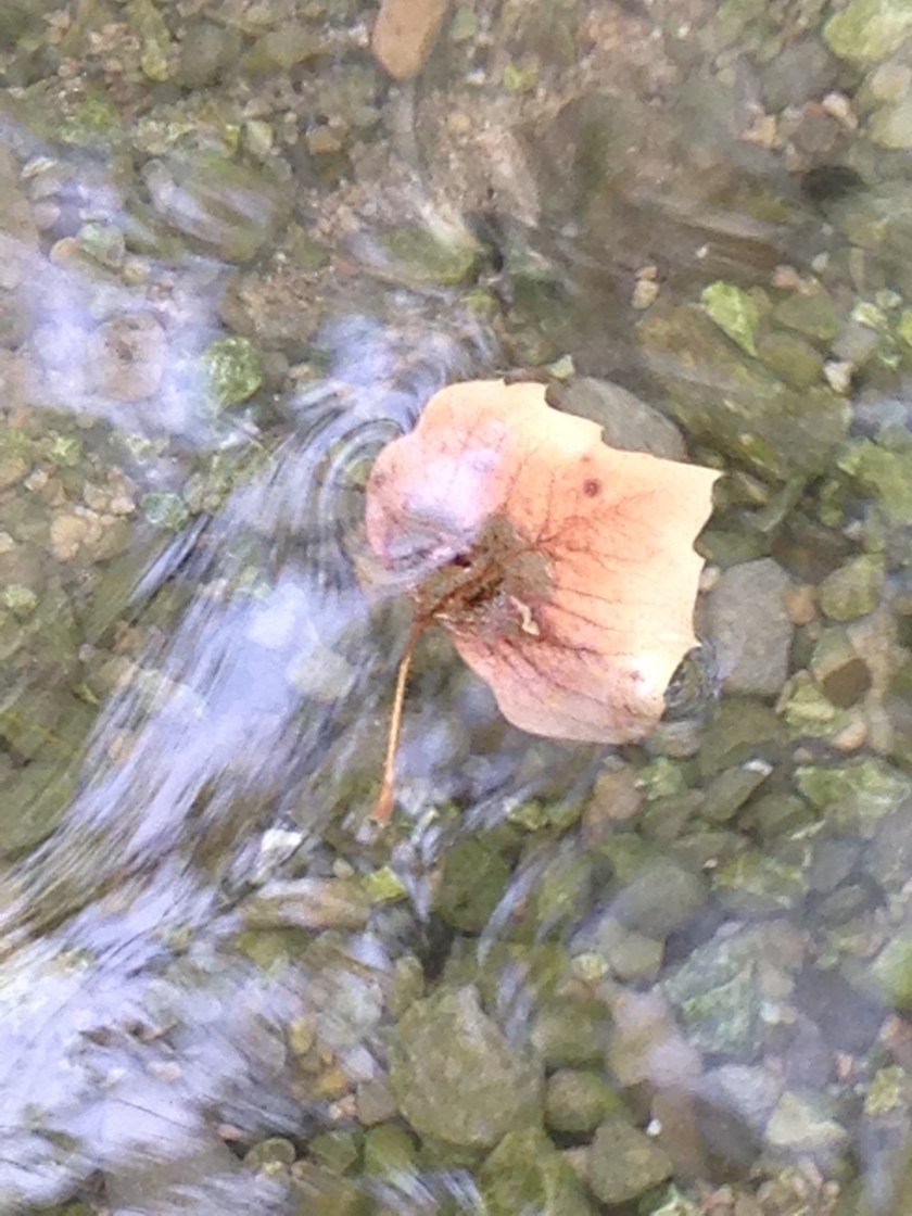 Floating Leaf in Fresh Water near the Salt Sea (Dead Sea), Israel ©2015 Michael Dickel