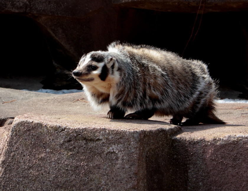 badger