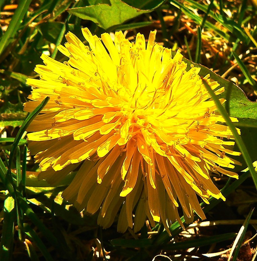 Dandelion
