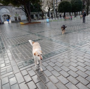 Street-dogs-T-300x296