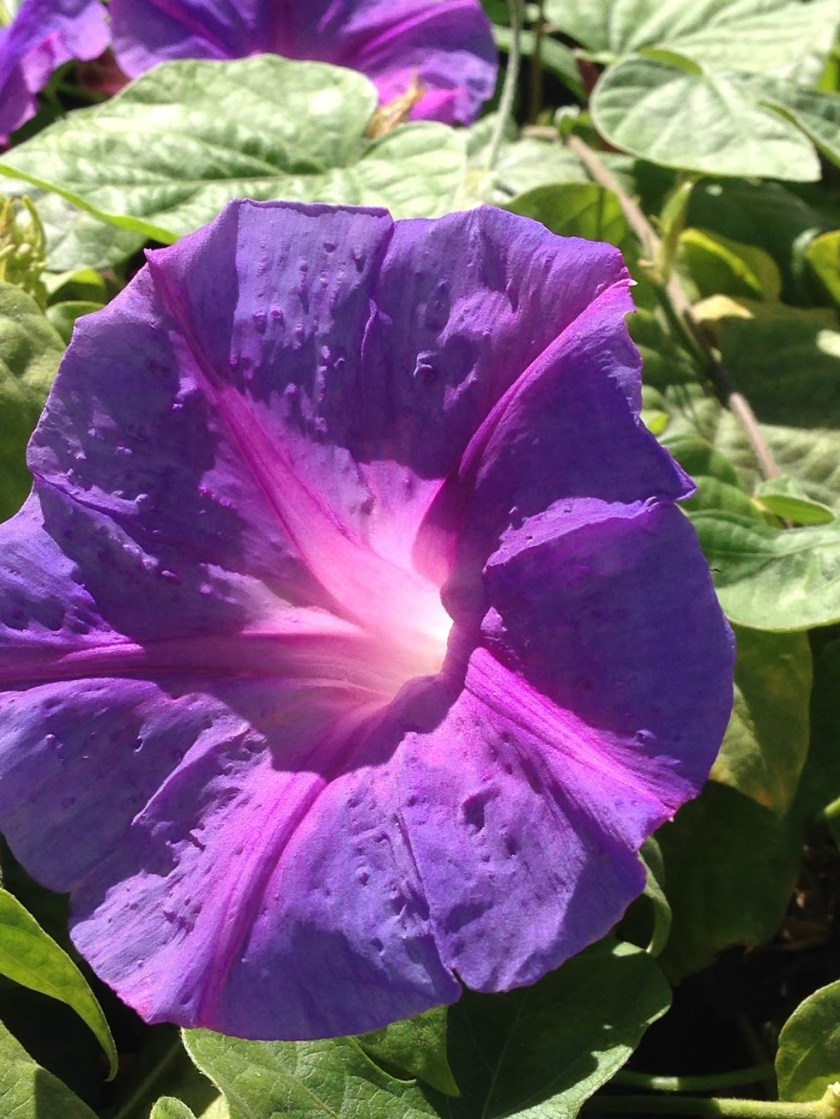 Morning Glory 1