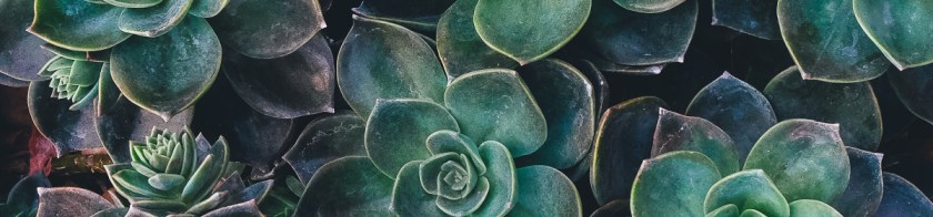 succulents