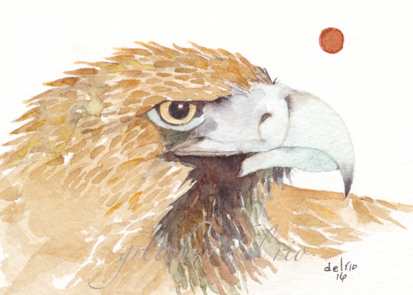 'WEDGETAIL EAGLE' 1000 5-2016_20160525_0003