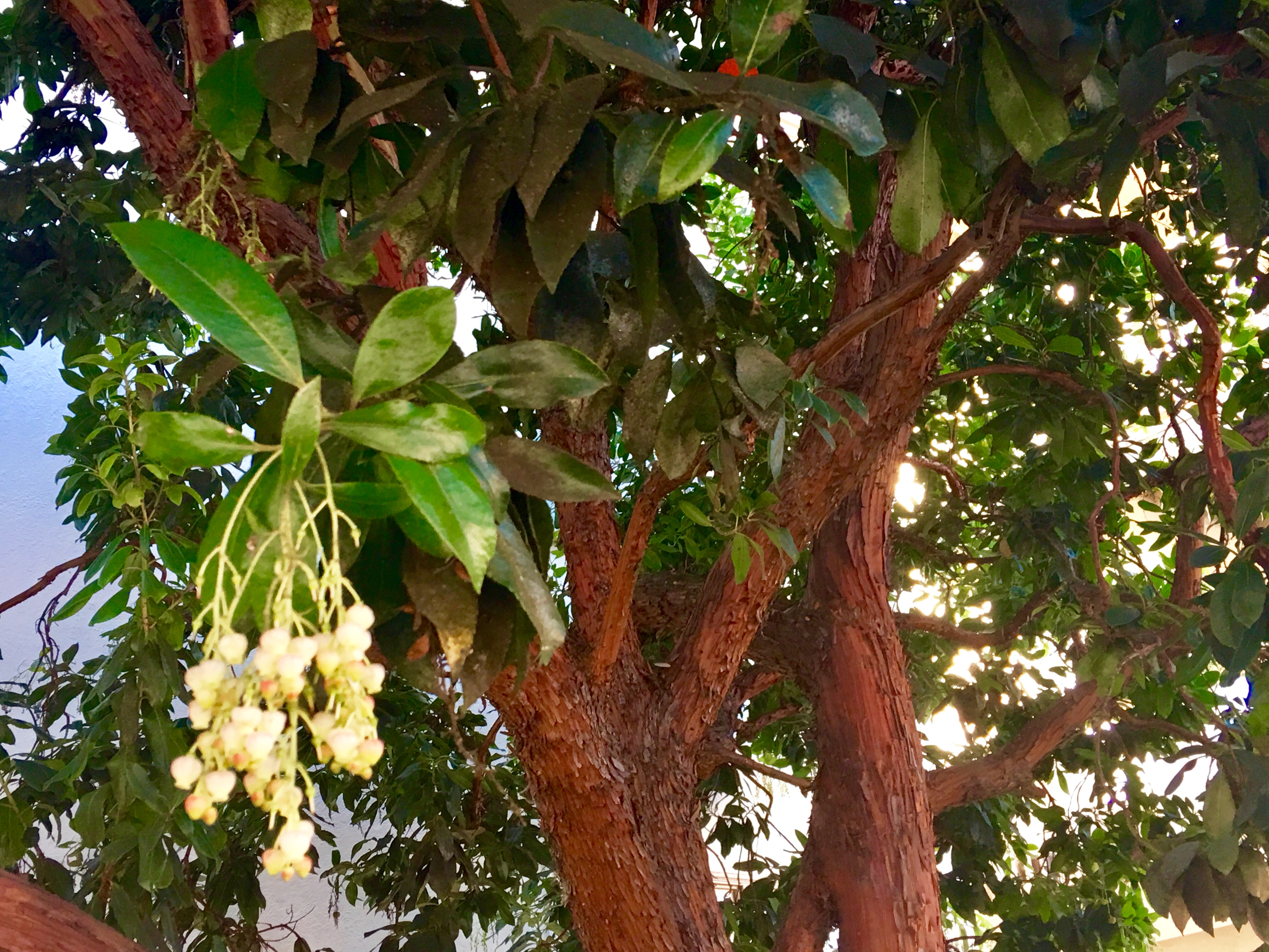 Postitional Tree Standing Post: Trees in Practice – The BeZine