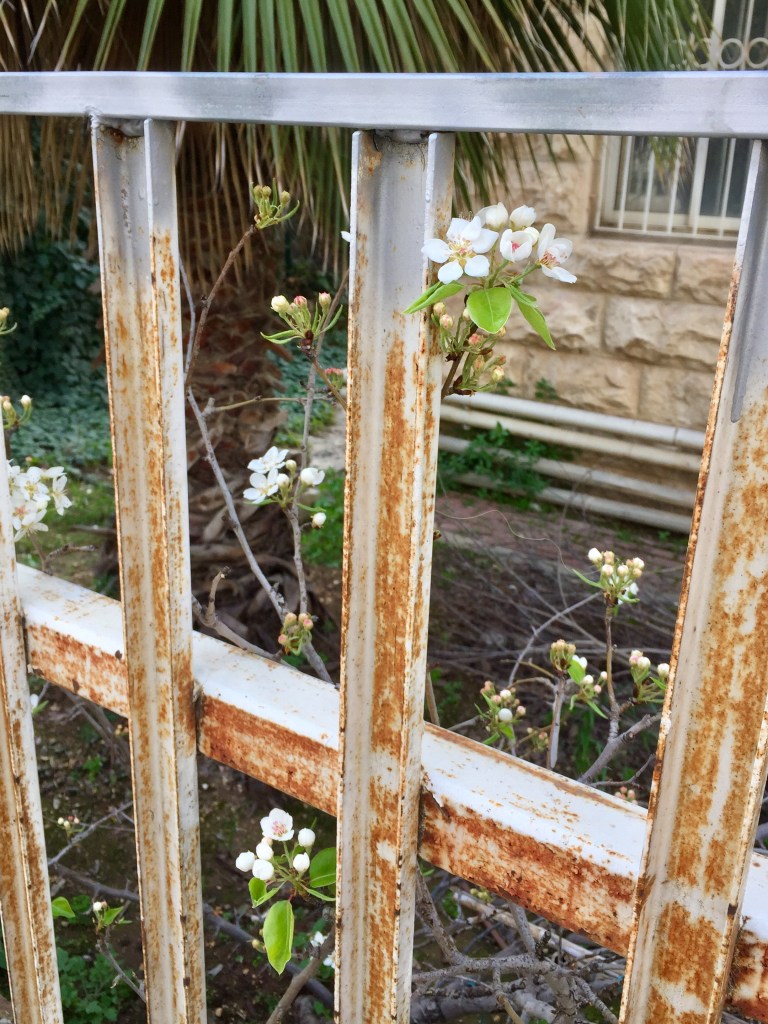 Photograph of almond flowering through rusted fence.