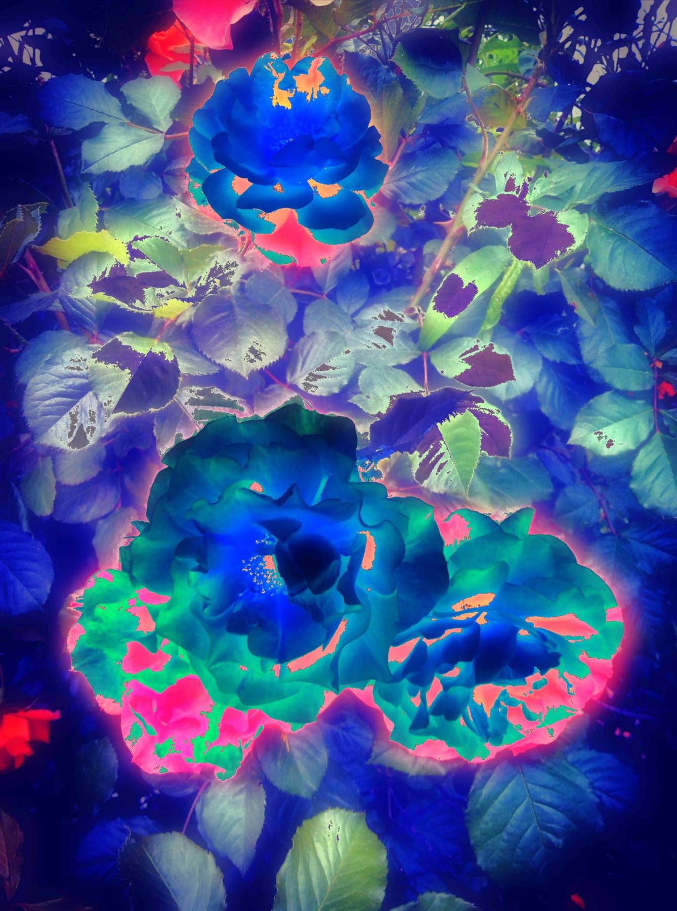 If the roses were blue - Digital Work - Miroslava Panayotova