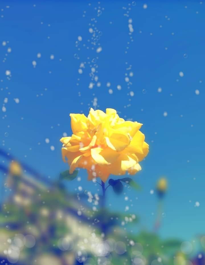 Yellow Roses - Photograph - Miroslava Panayotova